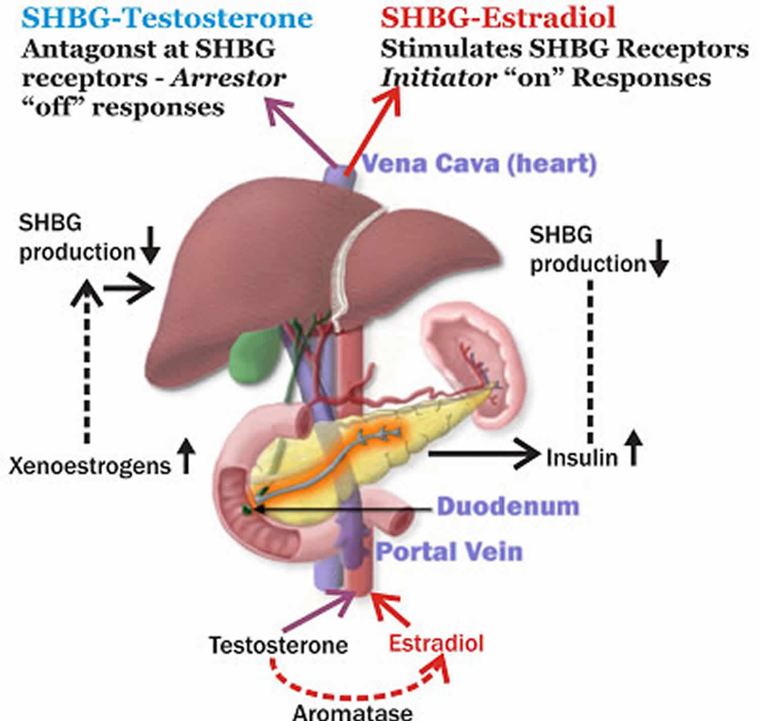 Shbg Levels Chart