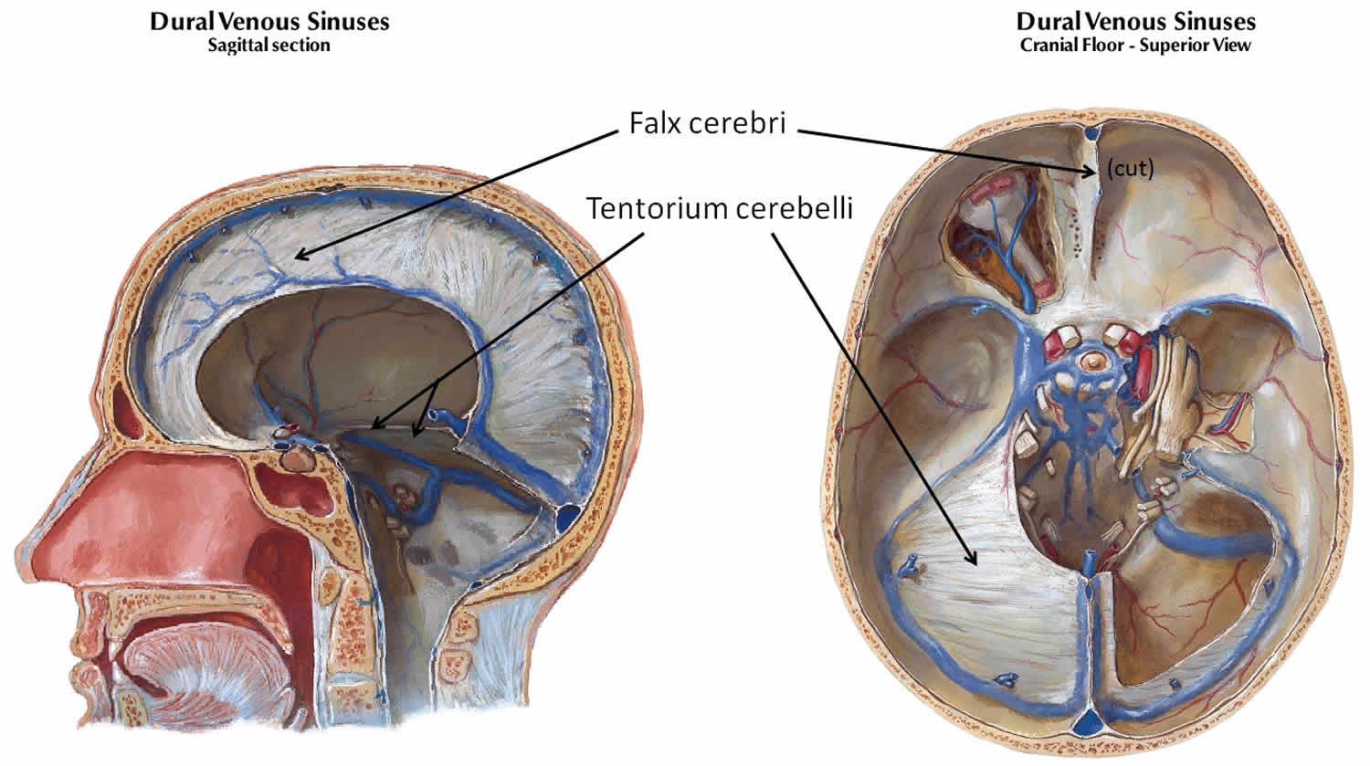 Грыжа мозговых оболочек латынь. Намет мозжечка tentorium cerebelli. Falx Cerebri серп большого мозга.
