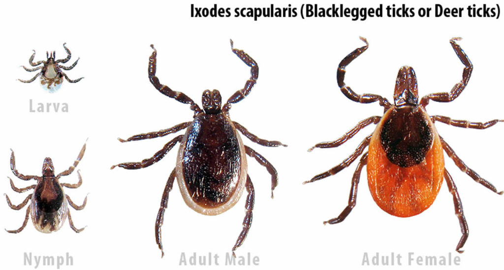 Tick paralysis causes, symptoms, treatment & learn how to remove tick