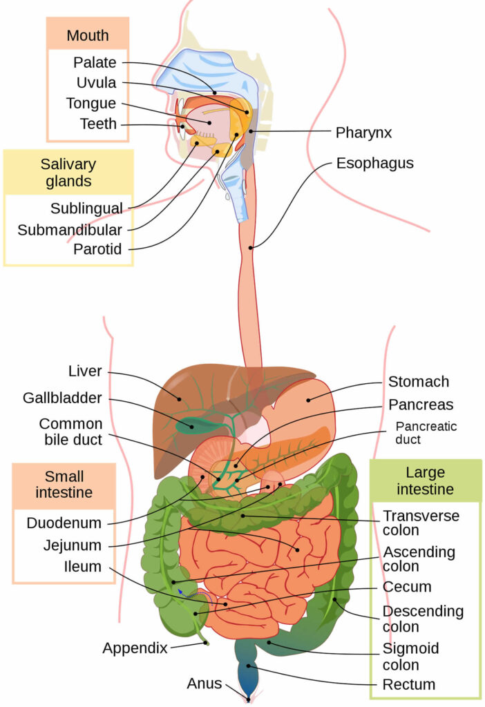 Colon cancer screening definition, methods, age & guidelines