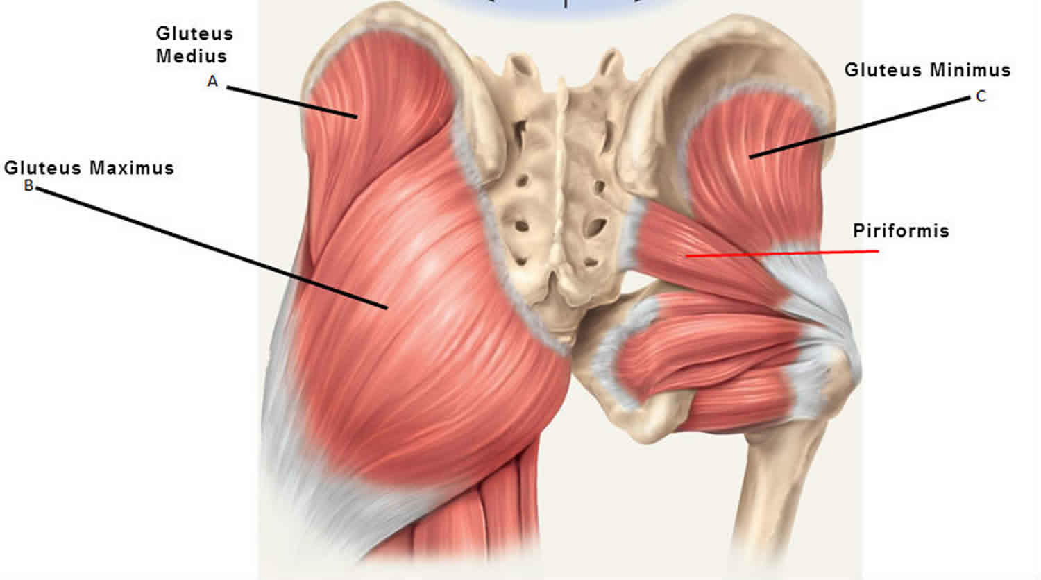 Gluteus Maximus Anatomy Function Action Exercises And Workout