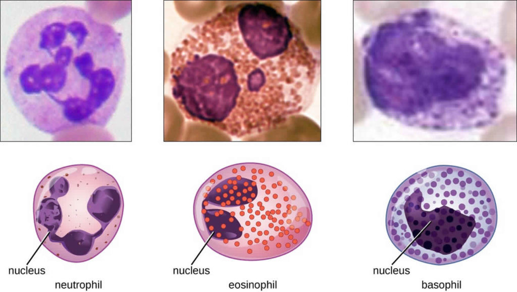 Granulocytes Granulocyte Colony Stimulating Factor And Granulocyte Transfusion