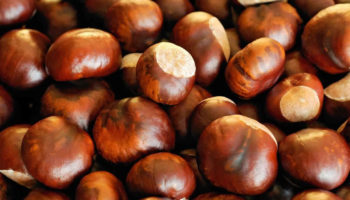 horse chestnut