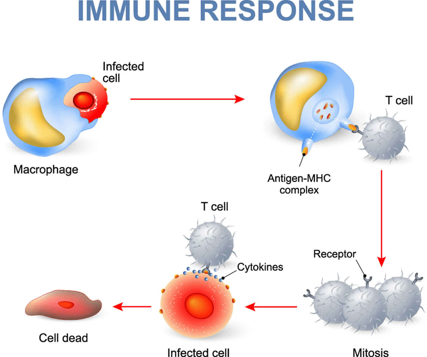 Immune System Simple Diagram