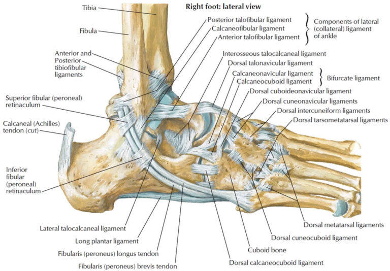 Calcaneus bone anatomy, function, calcaneus pain & calcaneus fracture