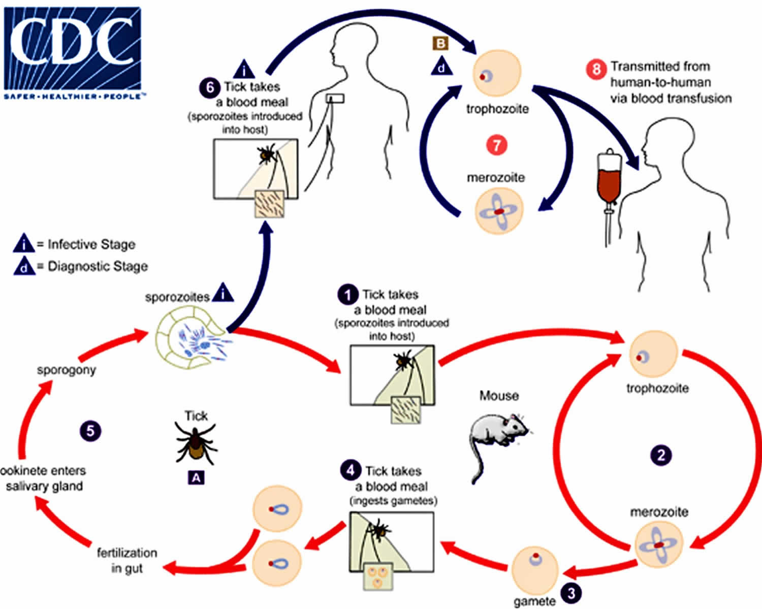 Human Babesiosis, Causes, Symptoms, Diagnosis, Test & Treatment