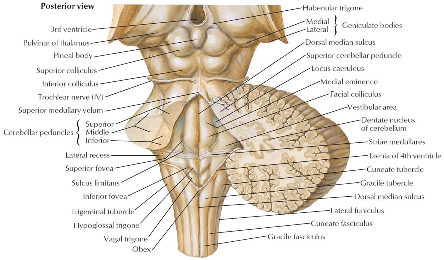 lower brain stem function development in infants