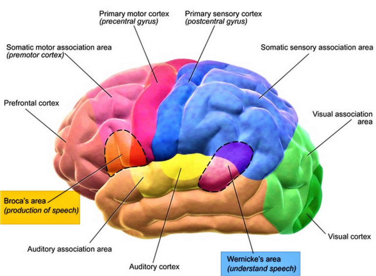 Broca’s area function, location & Broca’s area damage