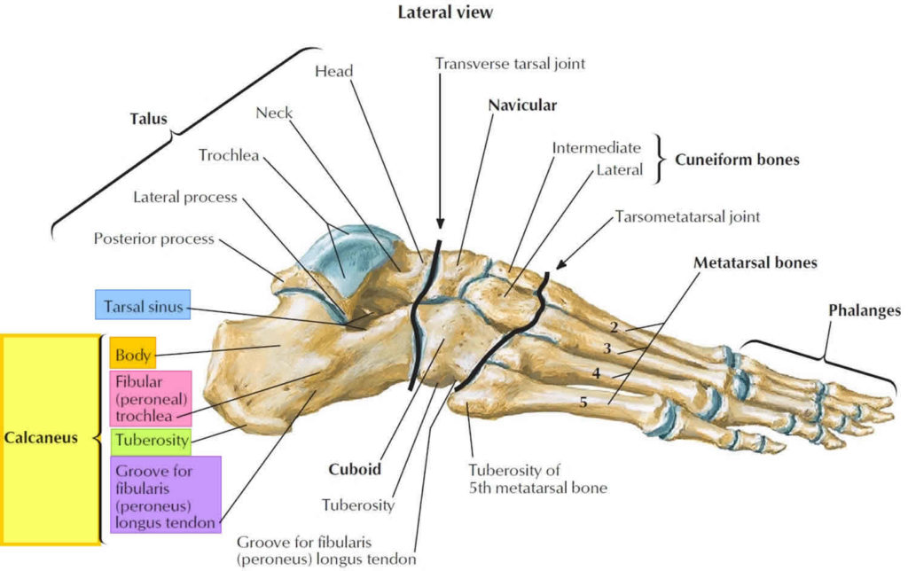 calcaneus-bone-anatomy-function-calcaneus-pain-calcaneus-fracture