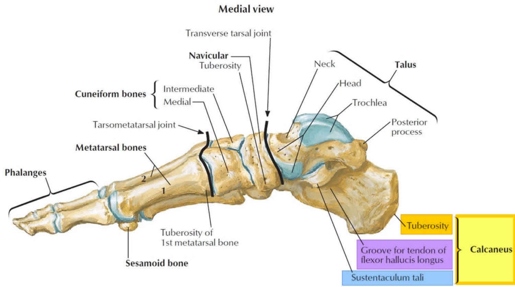 calcaneus-bone-anatomy-function-calcaneus-pain-calcaneus-fracture