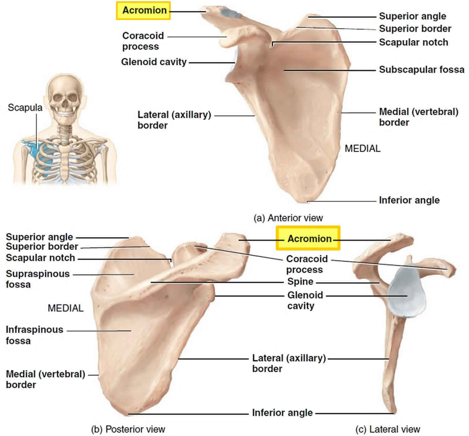 Acromion of scapula, acromion types and acromion fracture