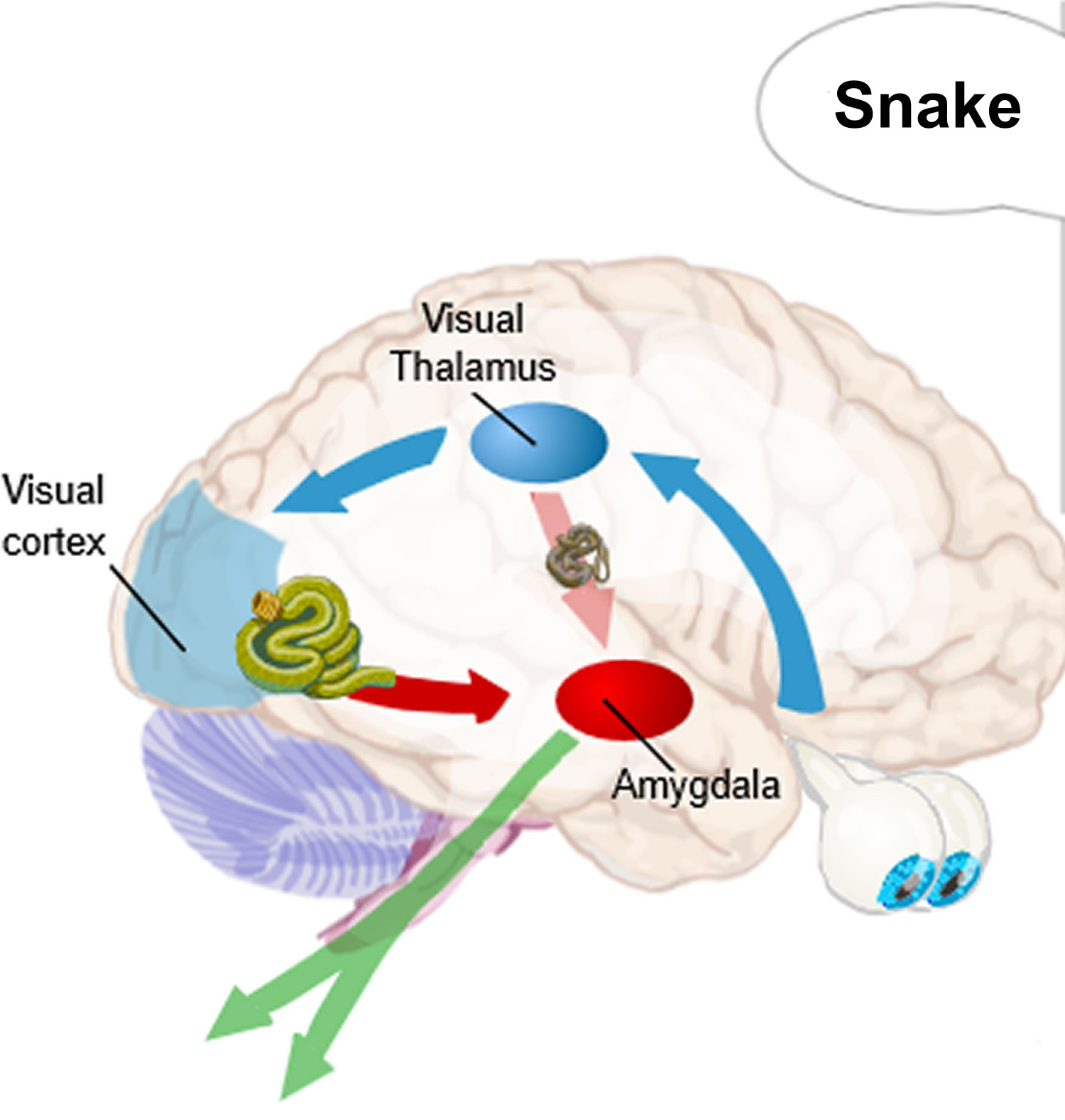 know-your-brain-amygdala