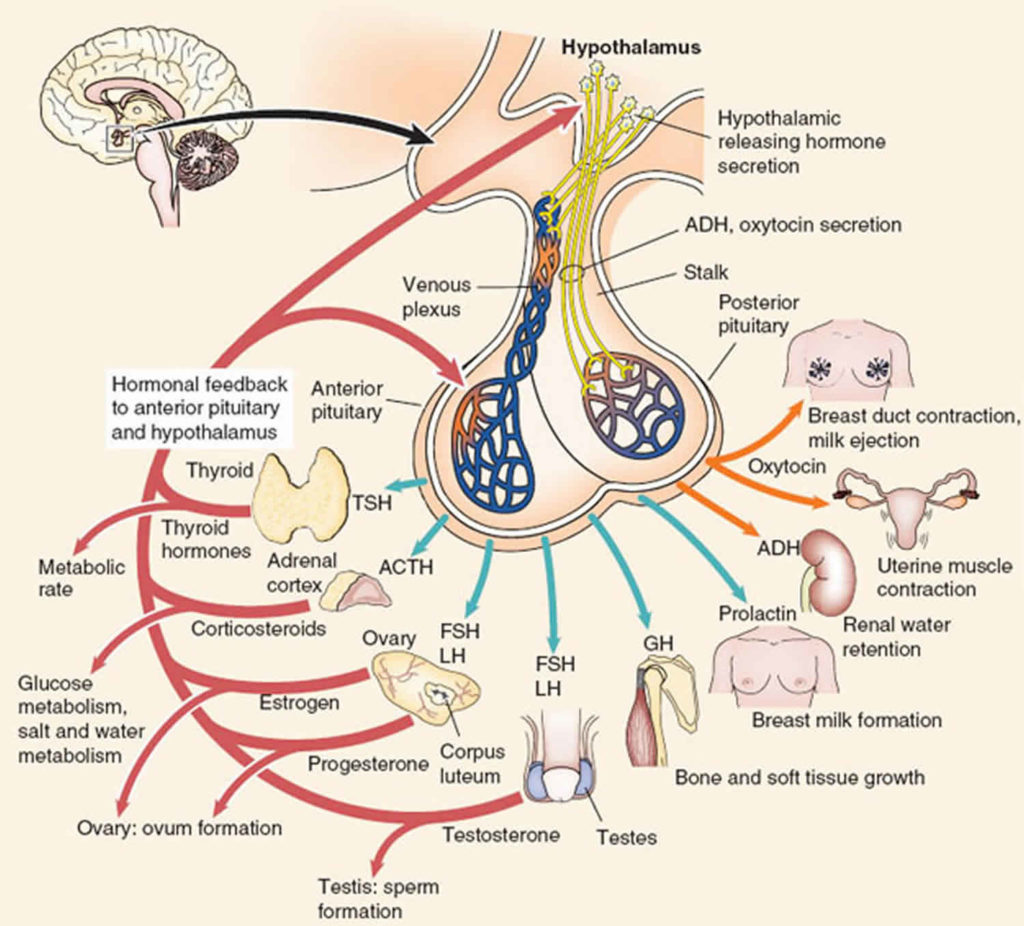 anterior-pituitary-function-anterior-pituitary-hormones