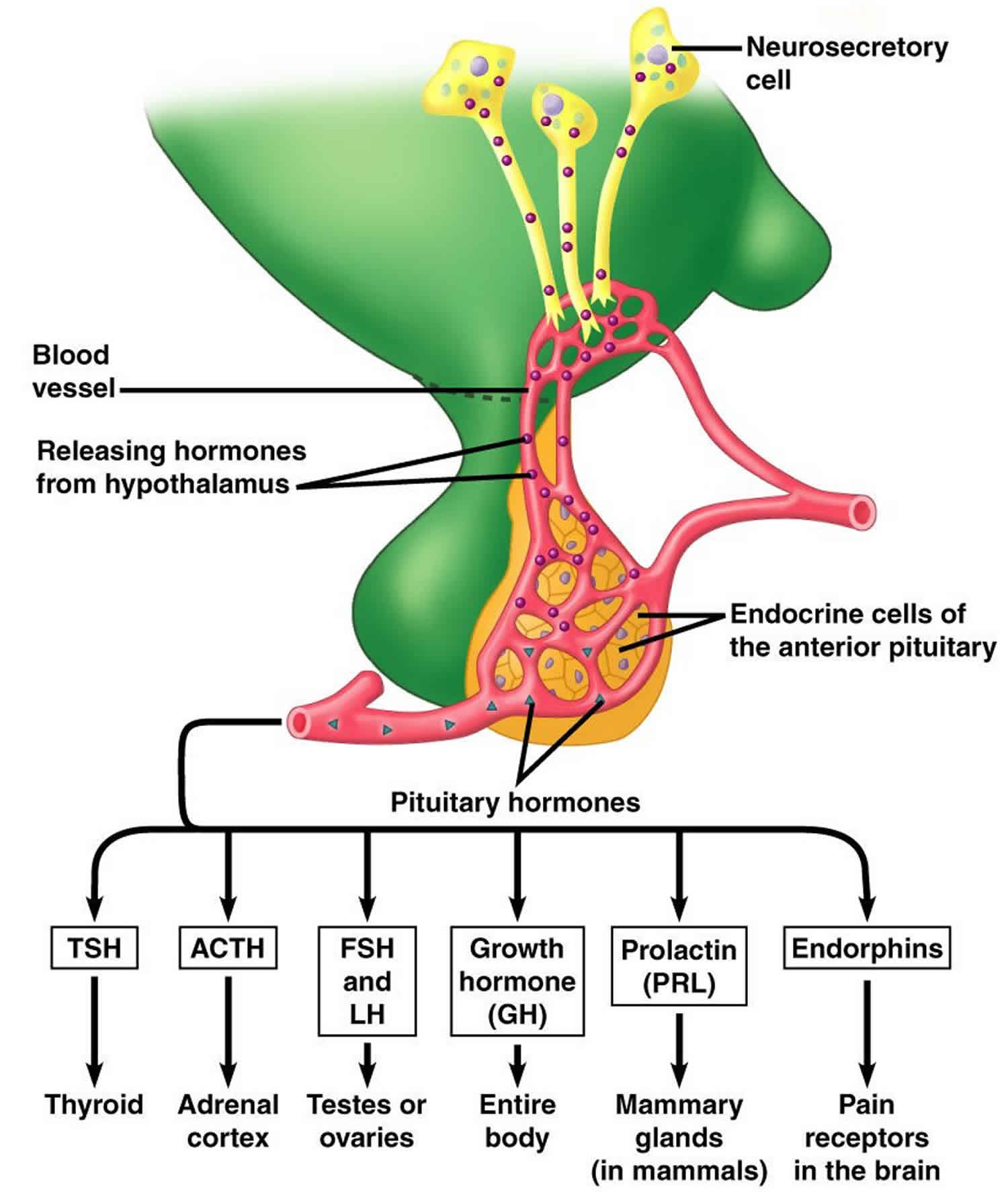 Anterior Pituitary Function Anterior Pituitary Hormones 0676