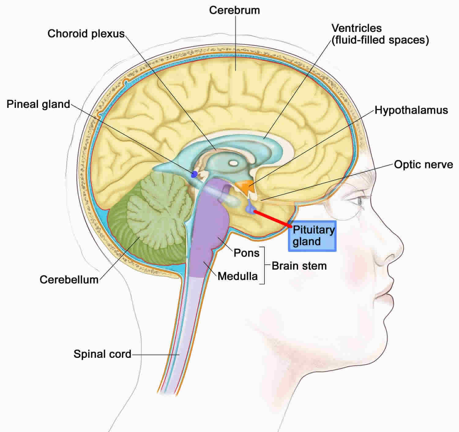 anterior-pituitary-function-anterior-pituitary-hormones