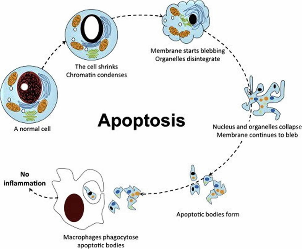 Apoptosis Definition, Cell Apoptosis Pathway, Steps & Apoptosis Inducer