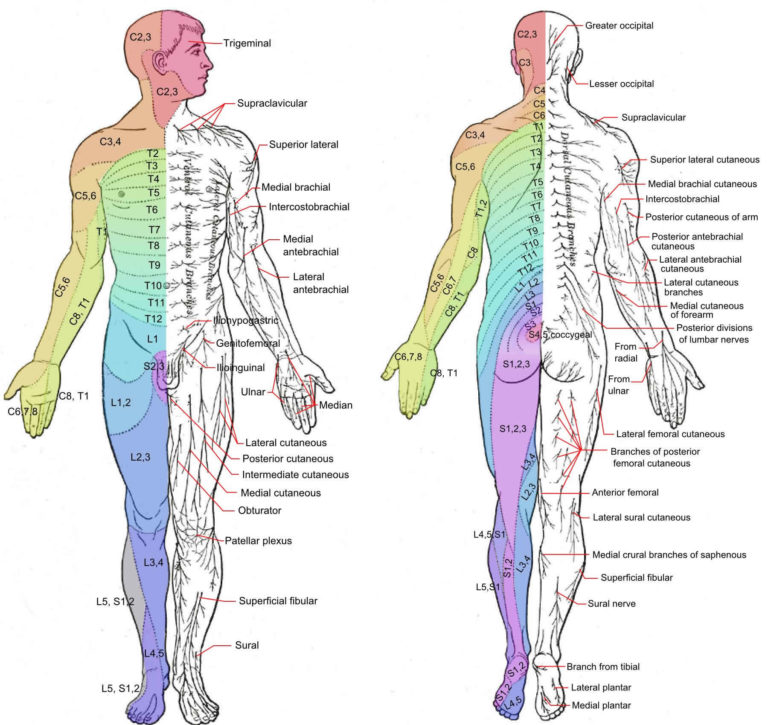 Dermatomes definition, dermatome levels & clinical significance