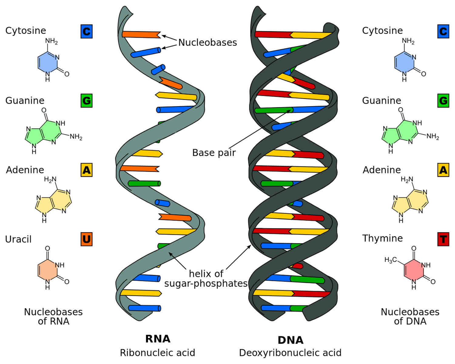 dna deoxyribonucleic acid