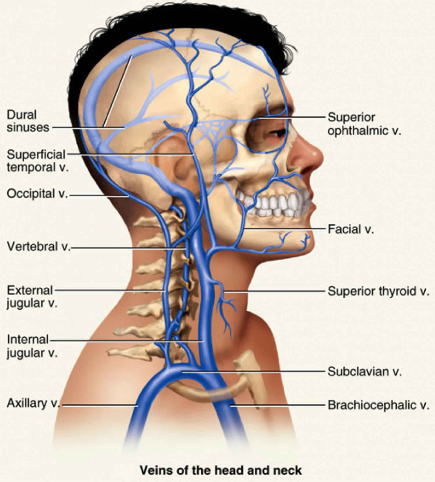 Jugular Vein Internal And External Jugular Vein Anatomy Location