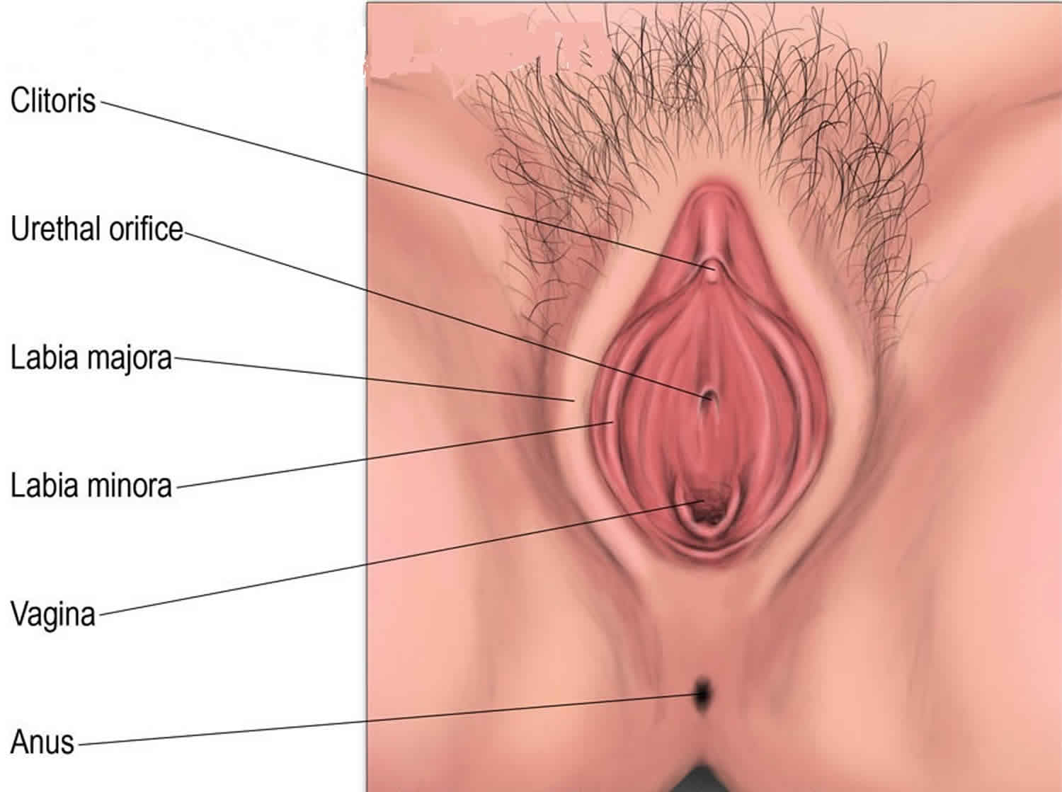 Vaginal Cysts Information