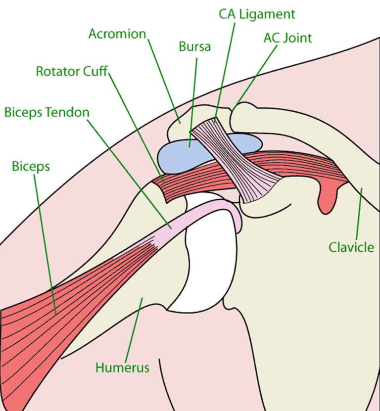 acromion-of-scapula-acromion-types-and-acromion-fracture