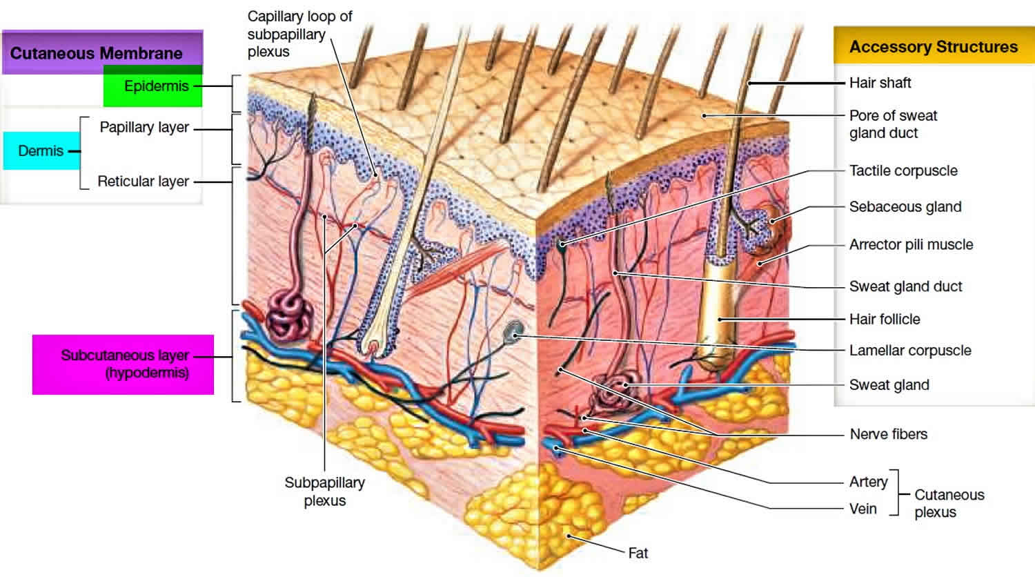 Another Name For Sweat Glands