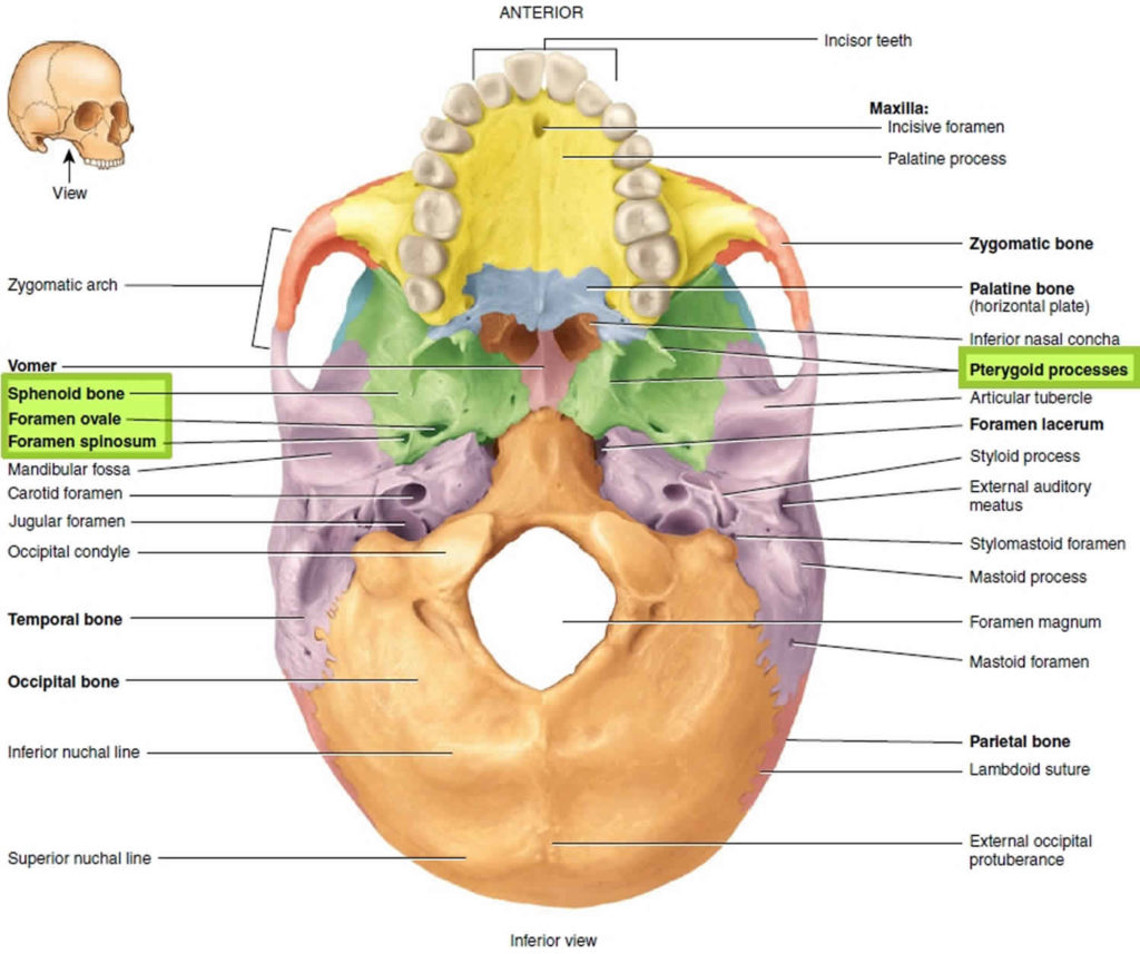 Body Of The Sphenoid Bone