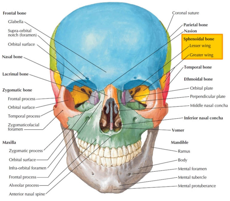 Sphenoid Bone Anatomy Function Parts And Sphenoid Bone Fracture 1058