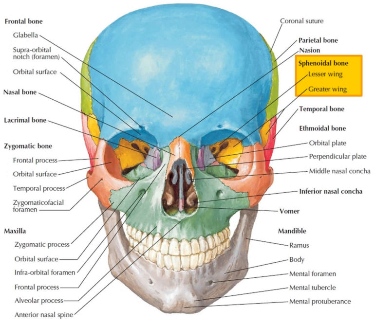 Sphenoid bone anatomy, function, parts & sphenoid bone fracture