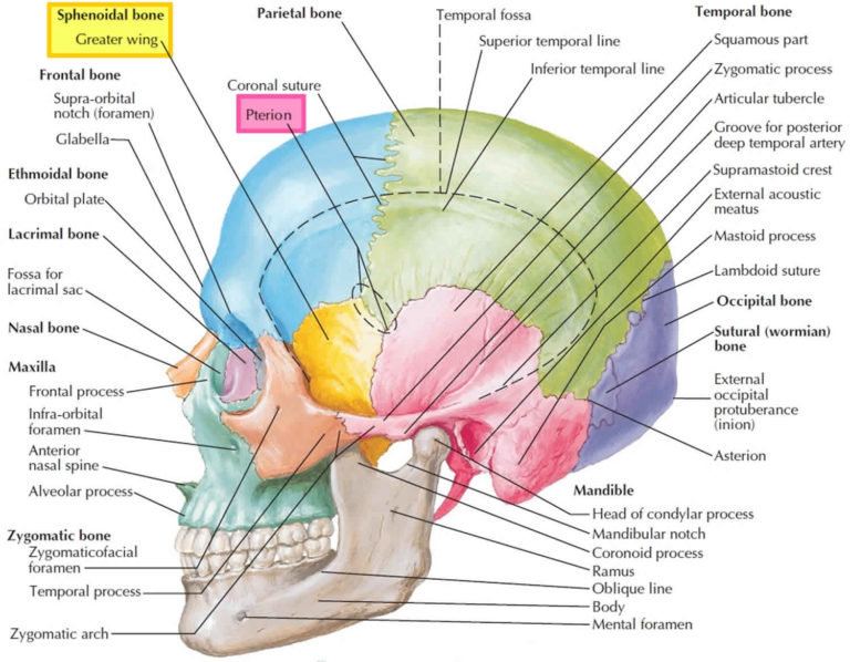 Sphenoid Bone Anatomy Function Parts And Sphenoid Bone Fracture 8730