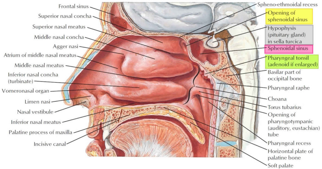 Sphenoid Sinus Anatomy Function Sphenoid Sinus Infection And Surgery 
