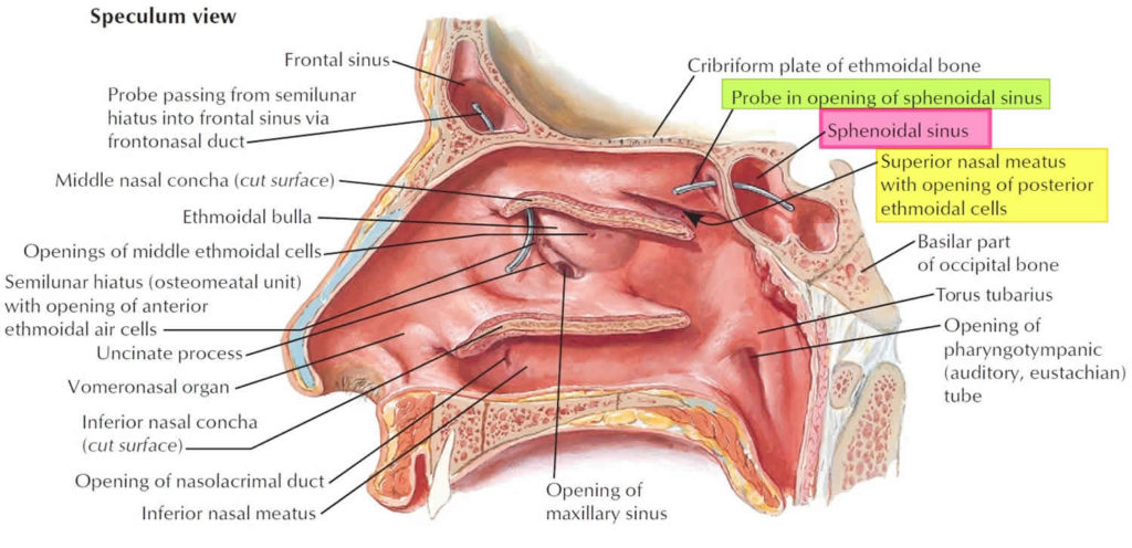 Sphenoid sinus anatomy, function, sphenoid sinus infection & surgery
