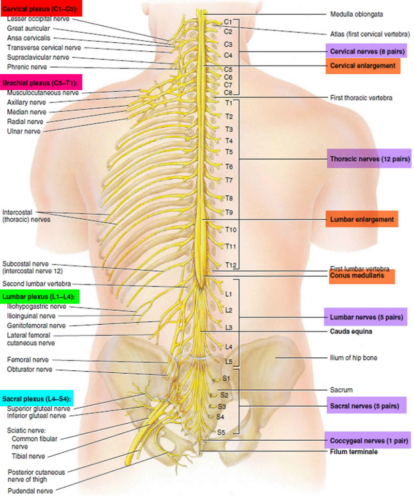 Dermatomes definition, dermatome levels & clinical significance