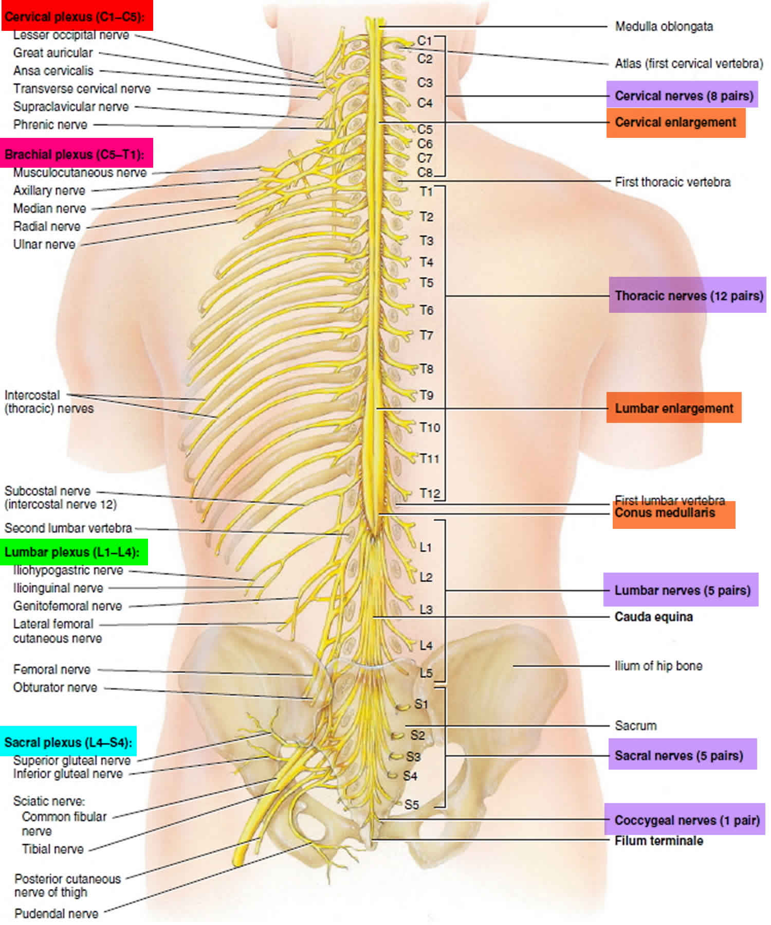 Spinal Cord Anatomy Nerves Impulses Fluid Vertebrae Dermatomes Porn Sexiz Pix 1028