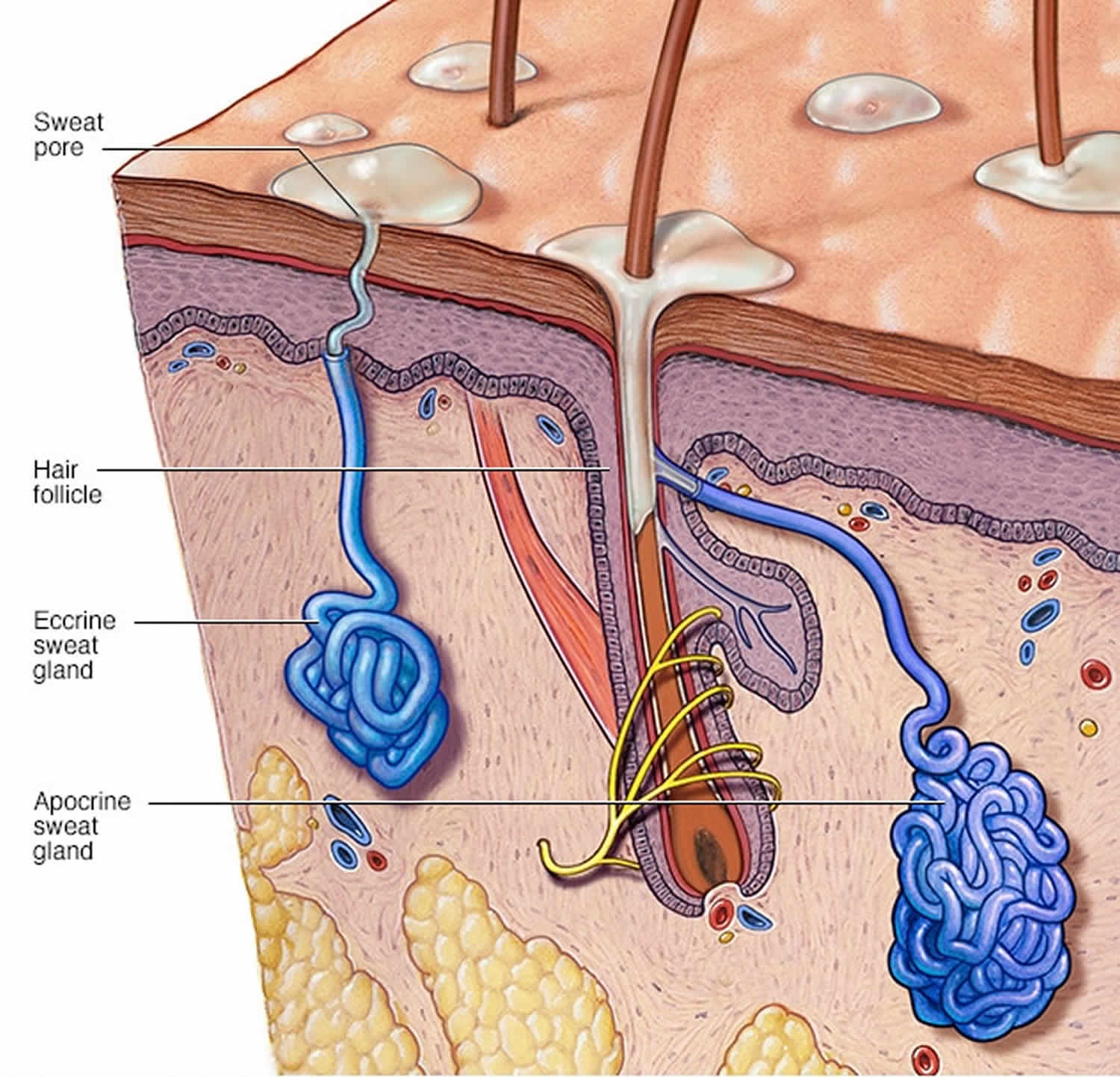 What Is The Proper Name For Sweat Glands