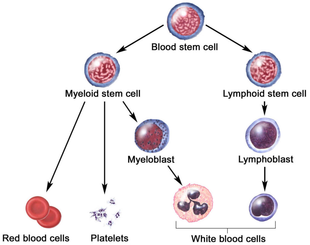 Myeloproliferative neoplasms causes, symptoms, diagnosis & treatment