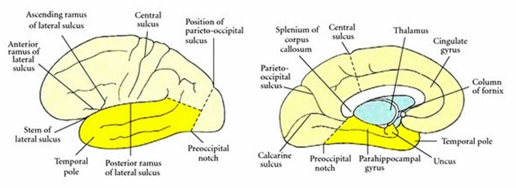 temporal-lobe-definition-functions-location-structure