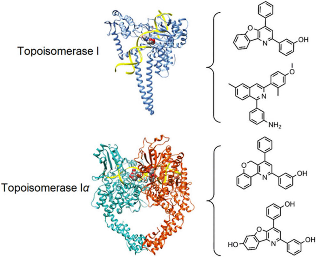 DNA topoisomerase function, structure & topoisomerase inhibitors