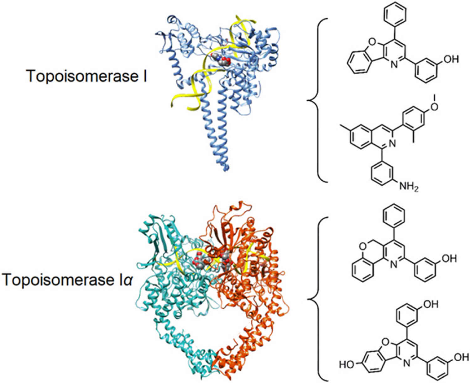 DNA topoisomerase function, structure & topoisomerase inhibitors