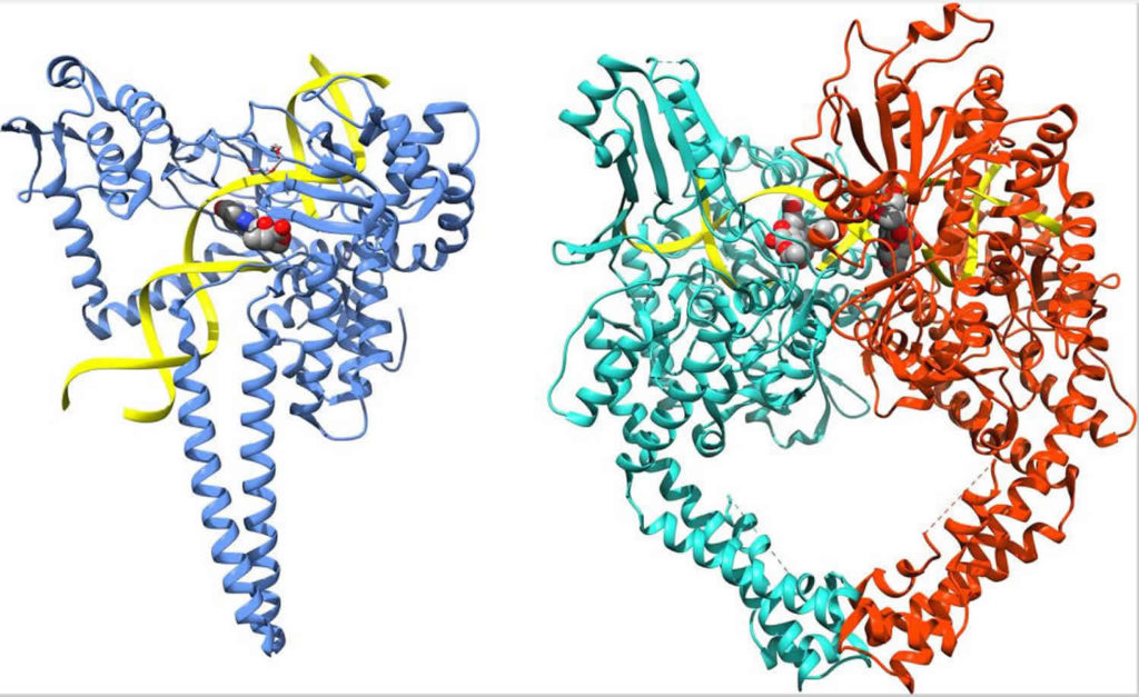 DNA topoisomerase function, structure & topoisomerase inhibitors