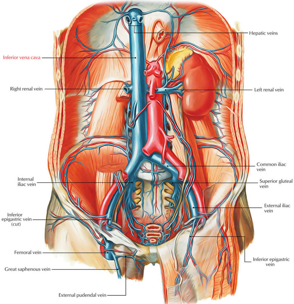 Diagram Of Superior And Inferior Vena Cava