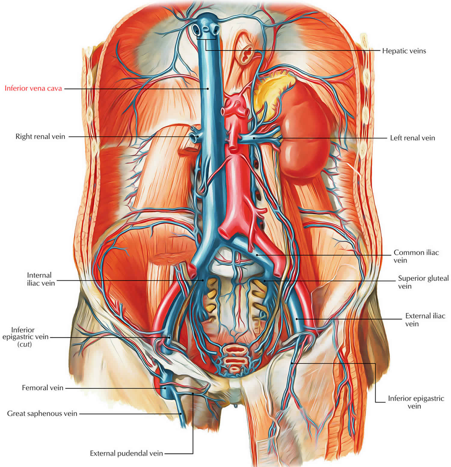 Where Is The Superior Vena Cava Located In The Body