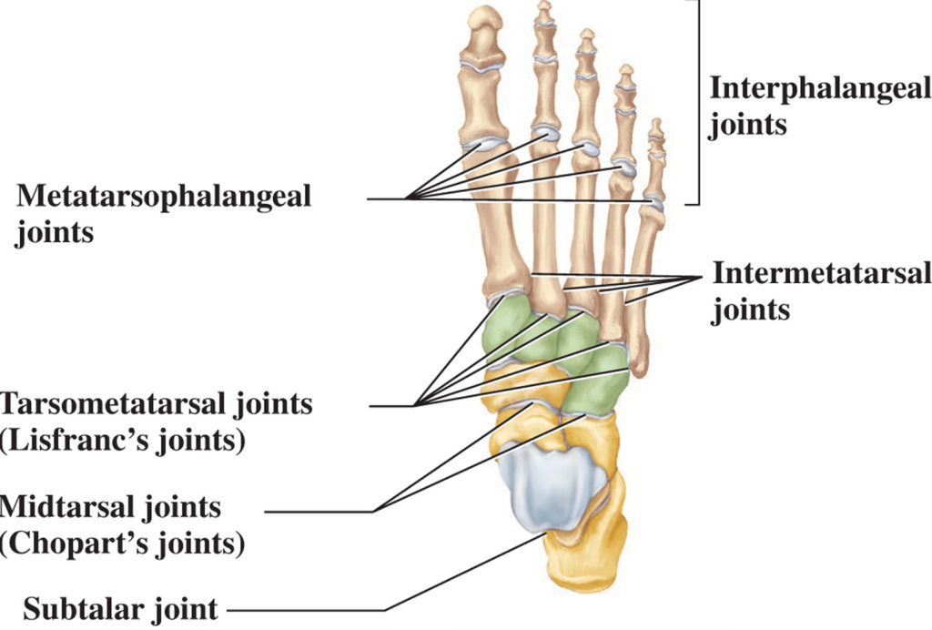 Lisfranc injury, lisfranc joint injury causes, symptoms, diagnosis ...