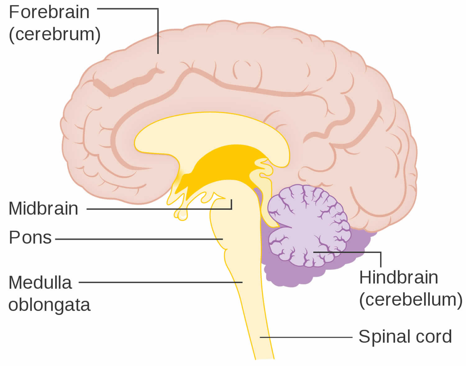 Medulla Oblongata Anatomy Function Location Medulla Oblongata Damage