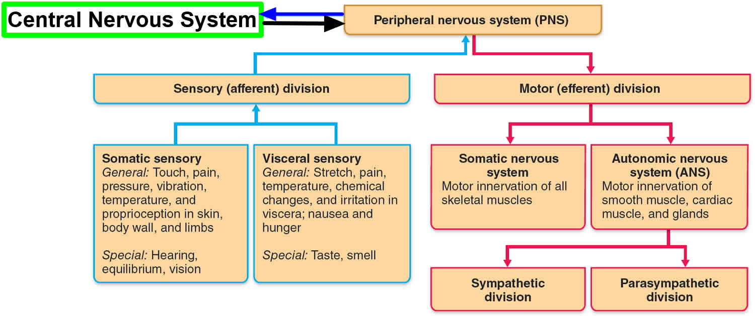 Peripheral nervous system parts, divisions & peripheral nervous system