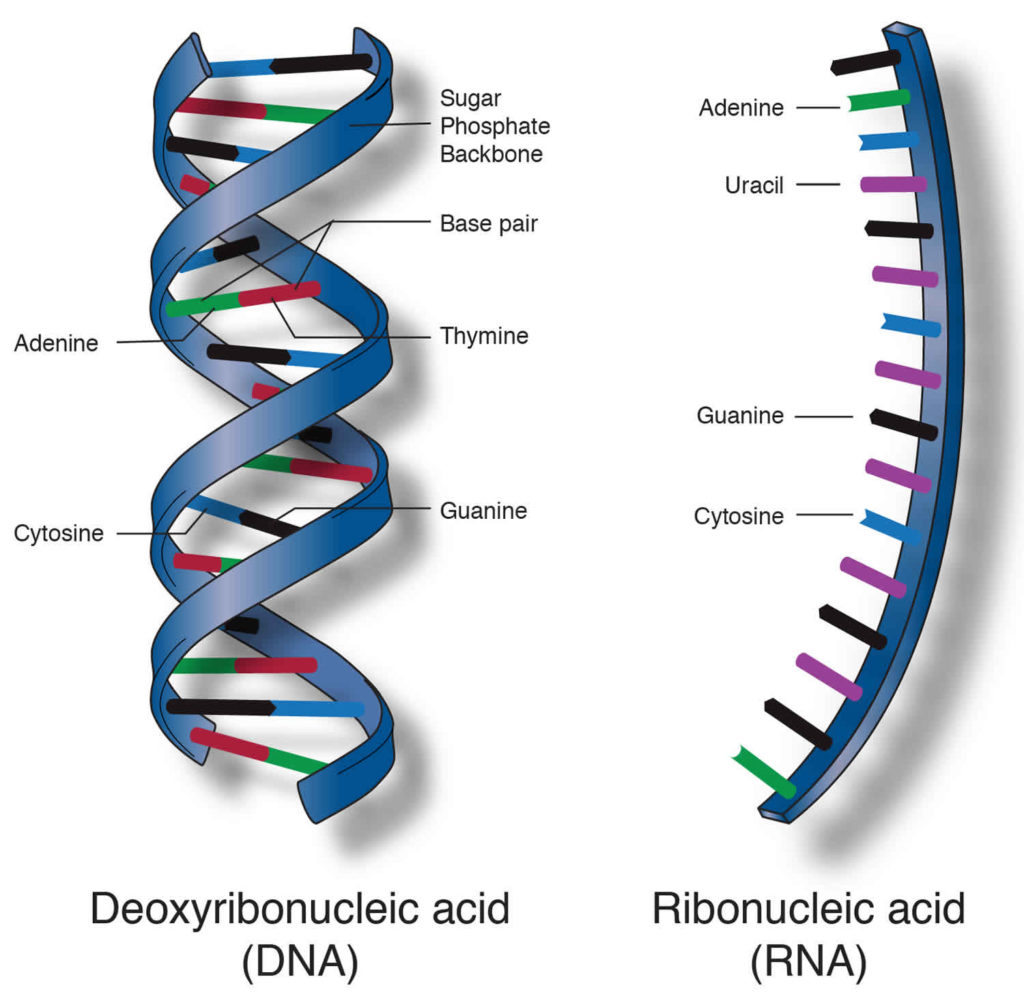 nucleic acids research article types