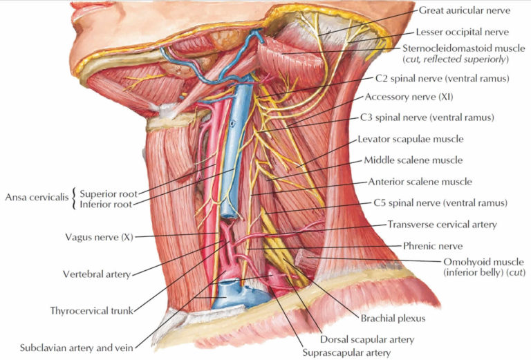 Neck dissection surgery, types, indications, risks & complications