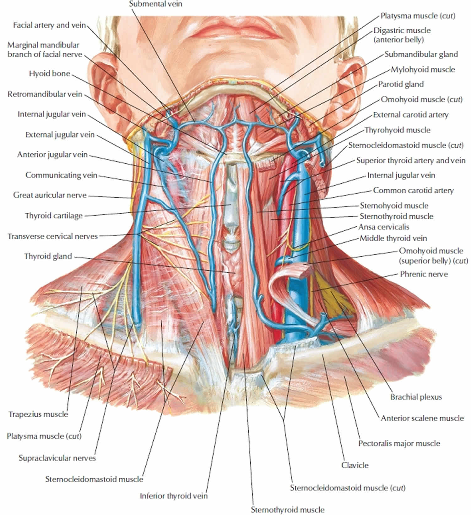 neck-dissection-surgery-types-indications-risks-complications