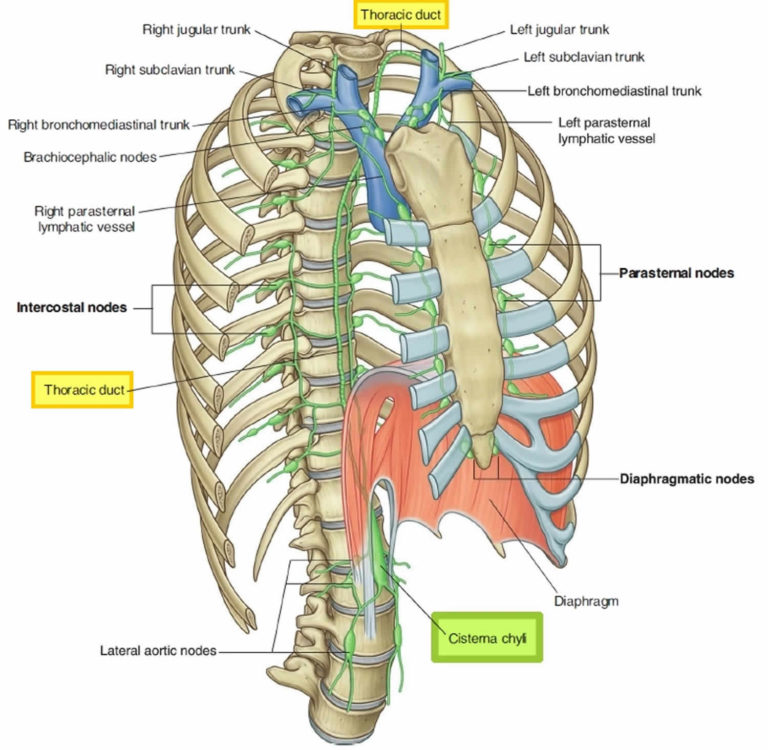 Thoracic Duct Anatomy Thoracic Duct Drainage And Function