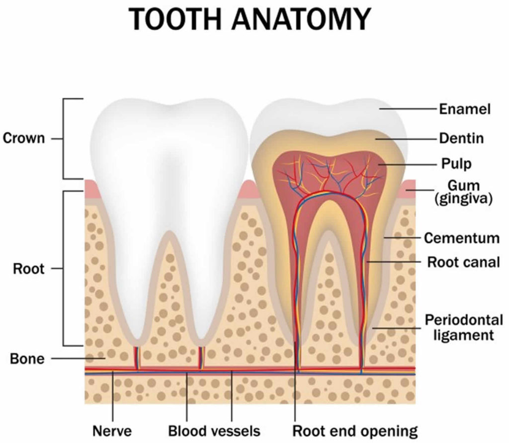 Periapical abscess causes, symptoms, diagnosis, treatment & prognosis